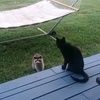 dscottmeow